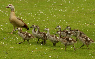 Duckling green field wildlife flower - alison watt free wallpaper