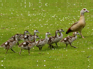 Flock birds green field forest - a forest of trees free wallpaper