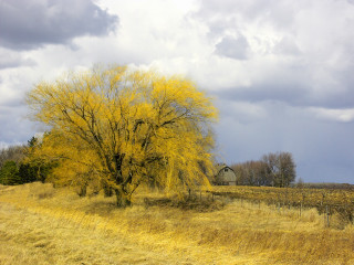 Tree field house cloudy sky 2 - chris friel free wallpaper