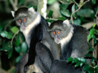 Monkeys tree orange eyes looking 2 - orange eye free wallpaper