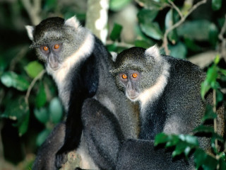 Monkeys tree orange eyes looking 3 - orange eye free wallpaper