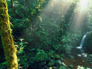 Forest stream waterfall sunbeams trees - volumetric light free wallpaper