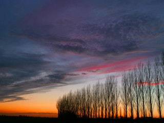 Trees sunset clouds foreground background 2 - stroke free wallpaper