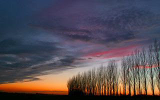 Trees sunset clouds sky background 3 - a row of trees free wallpaper