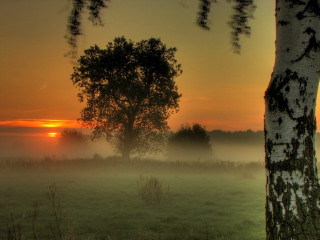 Foggy field tree sunset clouds 3 - a tree and a sunset in the background free wallpaper