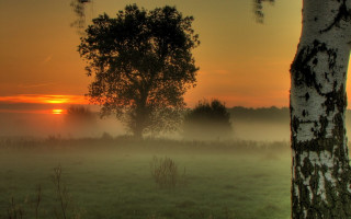 Foggy field trees sunset clouds 2 - a foggy field free wallpaper