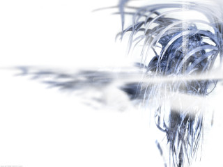 Palm tree white background blurry - branch free wallpaper for desktop