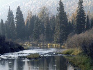 River forest foggy day trees - a foggy day free wallpaper