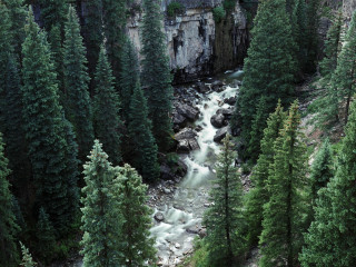 River forest trees rocks bridge 2 - forest free wallpaper for desktop