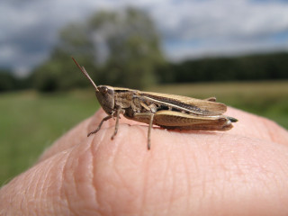 Hand bug finger field macro 2 - a bug free wallpaper