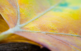 Yellow green leaf macro blurry - new objectivity free wallpaper