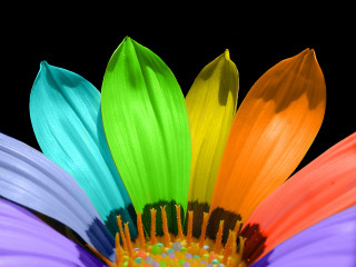 Colorful flower black background close - the flower free wallpaper