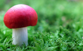 Red mushroom lush green field 2 - a red mushroom free wallpaper