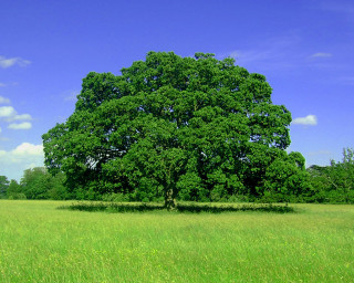 Large tree green grass blue - green grass free wallpaper