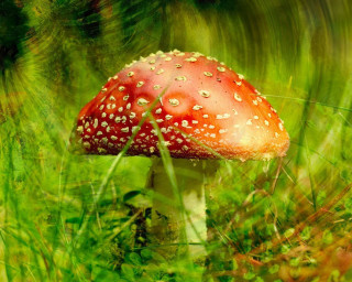 Red mushroom grass dew cap - a red mushroom free wallpaper