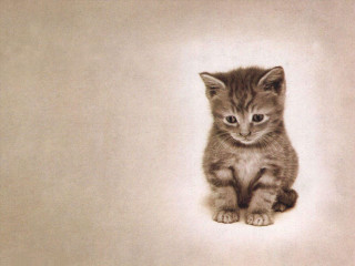 Kitten sitting white floor wall - shin hanga free wallpaper