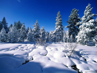 Snowy landscape trees bushes blue - free winter wallpaper