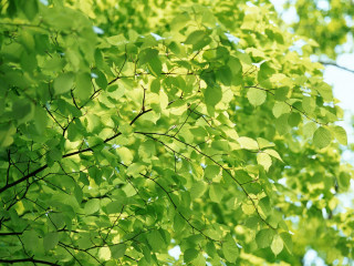 Tree green leaves blue sky 3 - blue sky in the background free wallpaper