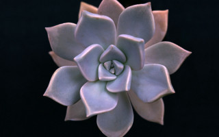 Large white flower black background - a black background in the background free wallpaper