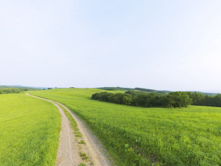 Dirt road lush green field 2 - a lush green field next free wallpaper