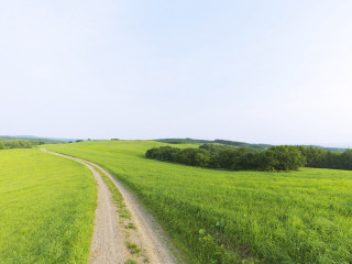 Dirt road lush green field 3 - a lush green field next free wallpaper