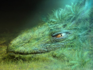 Green dinosaur face plant growing - a plant free wallpaper