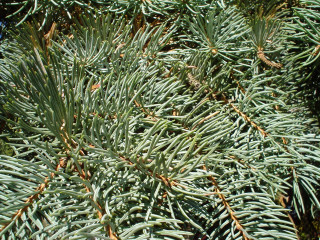 Pine tree close up needles - the branch free wallpaper