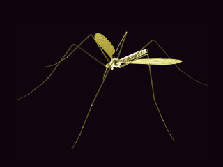 Mosquito dark background yellow tip 2 - a yellow tip free wallpaper