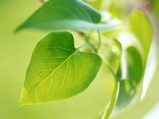 Green leaf closeup tree branch - a green leaf free wallpaper