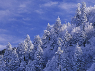 Snowy forest blue sky bush - forest free wallpaper for desktop