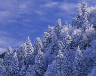 Snow covered forest blue sky - forest free wallpaper