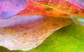 Leaf red yellow green macro - the other side free wallpaper