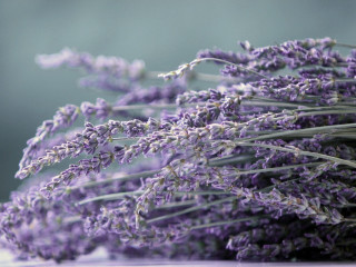 Lavender flowers table blurry background 4 - didier mouron free wallpaper