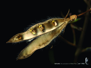 Seed pod three attached seeds 3 - end free wallpaper for desktop