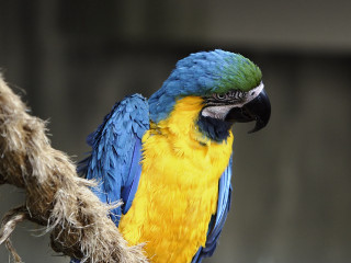Blue yellow parrot tree branch - parrot free wallpaper