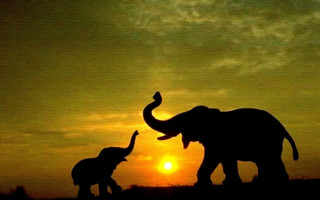 Elephants sunset field couple standing - amédée ozenfant free wallpaper for desktop