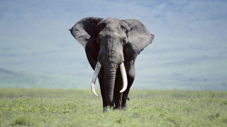 Elephant grassy field mountains dusk - an elephant free wallpaper