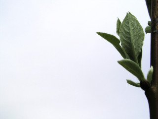 Branch leaves white sky bird - fine foliage lace free wallpaper for desktop