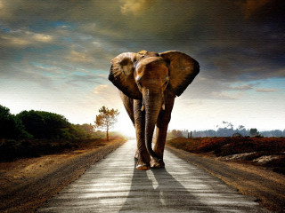 Elephant walking road sky background - an elephant free wallpaper