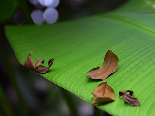 Green leaf brown leaves blurry - left free wallpaper for desktop