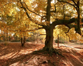 Autumn leaves tree park bench - a bench in the foreground free wallpaper