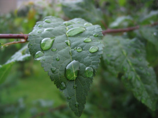 Leaf water drops branch rain 4 - david brewster free wallpaper