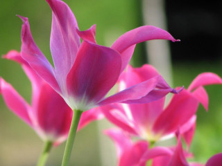 Pink flower closeup blurry background 6 - constance copeman free wallpaper for desktop