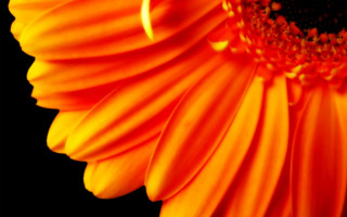 Orange flower macro fire autumn - a black center free wallpaper