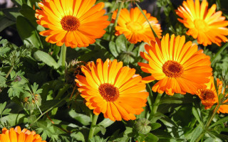 Orange flowers garden green leaves 3 - orange flower free wallpaper