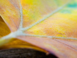 Yellow green leaf closeup blurry 3 - claire dalby free wallpaper for desktop