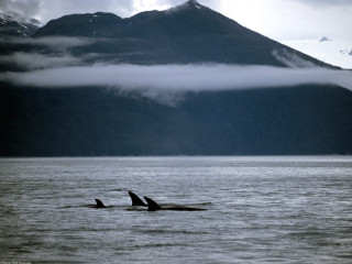 Orca whales swimming ocean mountain 3 - low free wallpaper for desktop
