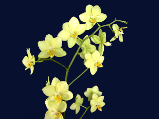 Yellow flowers stem dark background 2 - a stem free wallpaper