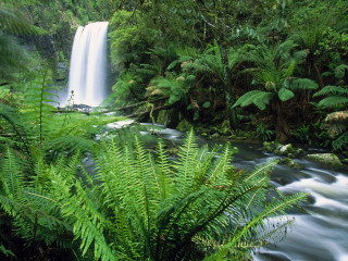 Waterfall lush green trees plants - the center free wallpaper