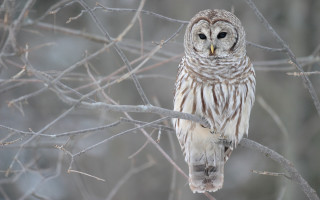 Barred owl perched tree branch - a tree branch in a forest free wallpaper